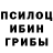 Галлюциногенные грибы Psilocybine cubensis Tut